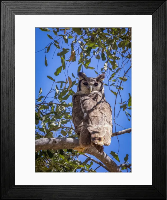 Framed Print : Verreauxs Eagle Owl, Moremi Game Reserve, Okavango Delta, Botswana Framed Print : Verreauxs Eagle Owl, Moremi Game Reserve, Okavango Delta, Botswana
