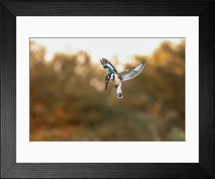 Framed Print : Pied Kingfisher, Moremi Game Reserve, Okavango Delta, Botswana Framed Print : Pied Kingfisher, Moremi Game Reserve, Okavango Delta, Botswana