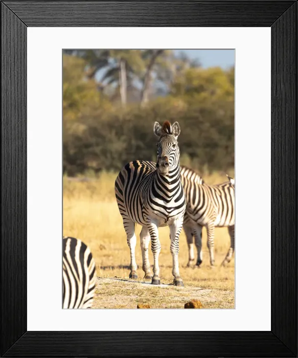 Framed Print : Zebra, Moremi Game Reserve, Okavango Delta, Botswana Framed Print : Zebra, Moremi Game Reserve, Okavango Delta, Botswana