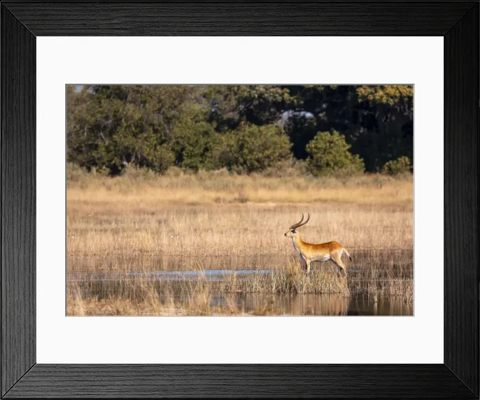 Framed Print : Red Lechwe, Okavango Delta, Botswana Framed Print : Red Lechwe, Okavango Delta, Botswana