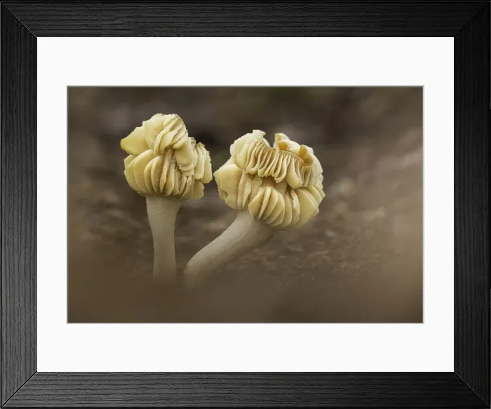 Framed Print : Meadow Waxcap (Hygrocybe pratensis), fully mature with curling cap, Rhodope Mountains Framed Print : Meadow Waxcap (Hygrocybe pratensis), fully mature with curling cap, Rhodope Mountains