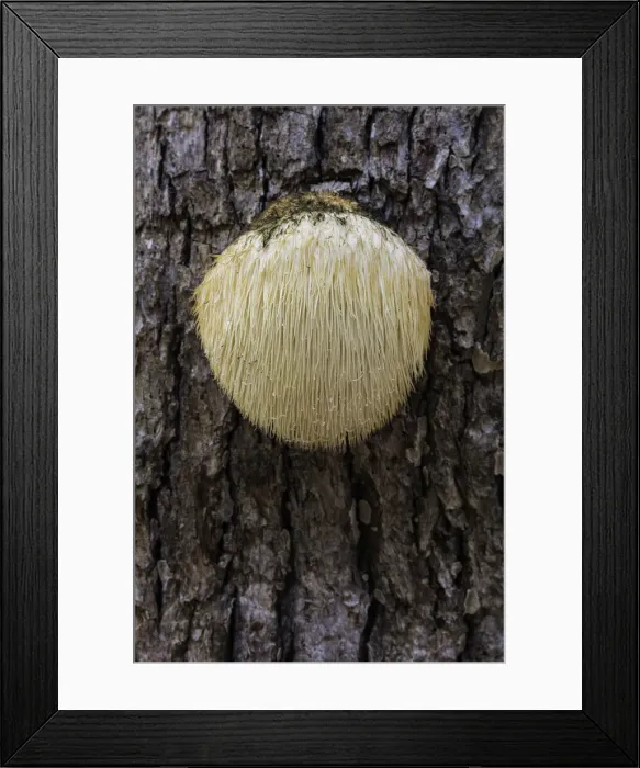Framed Print : Bearded Tooth (Hericium erinaceus) on oak, Rhodope Mountains, Bulgaria Framed Print : Bearded Tooth (Hericium erinaceus) on oak, Rhodope Mountains, Bulgaria