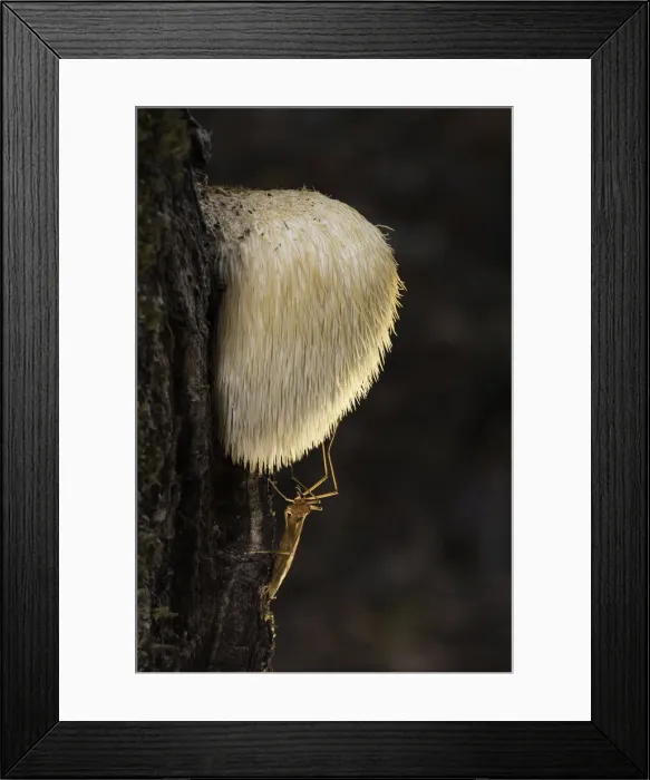 Framed Print : Bearded Tooth (Hericium erinaceus) on oak with resting cranefly, Rhodope Mountains Framed Print : Bearded Tooth (Hericium erinaceus) on oak with resting cranefly, Rhodope Mountains