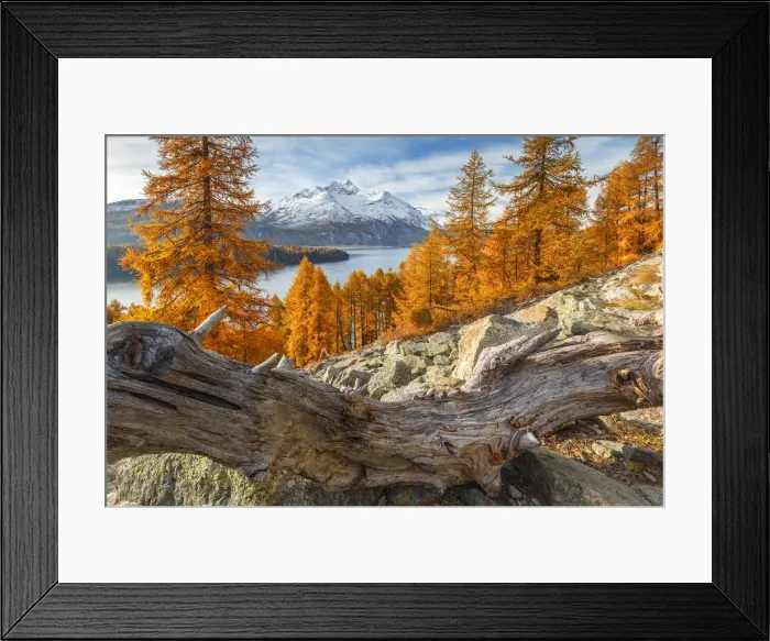 Framed Print : Autumnal larches frame piz da la Margna mount, lake Sils, Engadine, Canton of Graubunden Framed Print : Autumnal larches frame piz da la Margna mount, lake Sils, Engadine, Canton of Graubunden