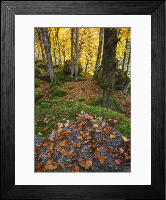 Framed Print : Autumn foliage at Bagni di Masino, Val Masino, Sondrio province, Valtellina, Lombardy Framed Print : Autumn foliage at Bagni di Masino, Val Masino, Sondrio province, Valtellina, Lombardy