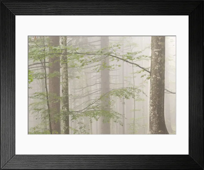 Framed Print : Misty woods in Alpe Cimbra, Trentino, Italy Framed Print : Misty woods in Alpe Cimbra, Trentino, Italy