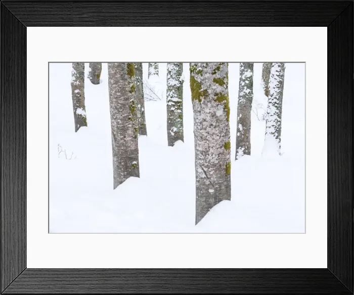 Framed Print : Beech logs in the snow at Abruzzo, Italy Framed Print : Beech logs in the snow at Abruzzo, Italy