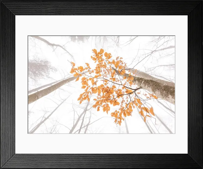 Framed Print : Last leaves on a beech tree in the woods of Folgaria, Trentino, Italy Framed Print : Last leaves on a beech tree in the woods of Folgaria, Trentino, Italy