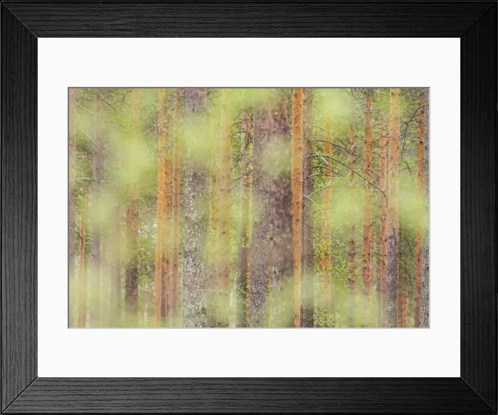 Framed Print : Trees in a forest of Finland, Europe Framed Print : Trees in a forest of Finland, Europe