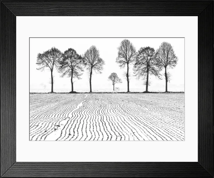 Framed Print : Trees in winterscape in fields of Piedmont, Italy Framed Print : Trees in winterscape in fields of Piedmont, Italy
