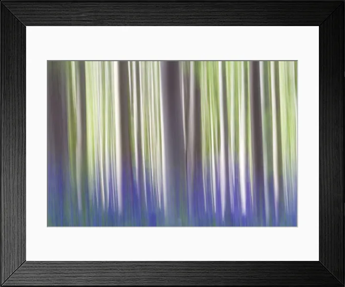 Framed Print : A creative vision of tress at Hallerbos forest, Belgium, Europe