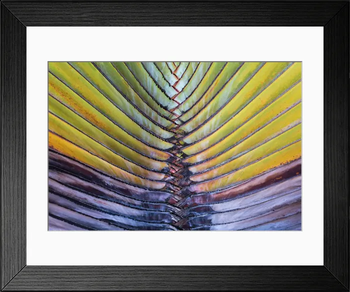 Framed Print : Detail of a palm tree at Phuket Island, Thailand, Asia