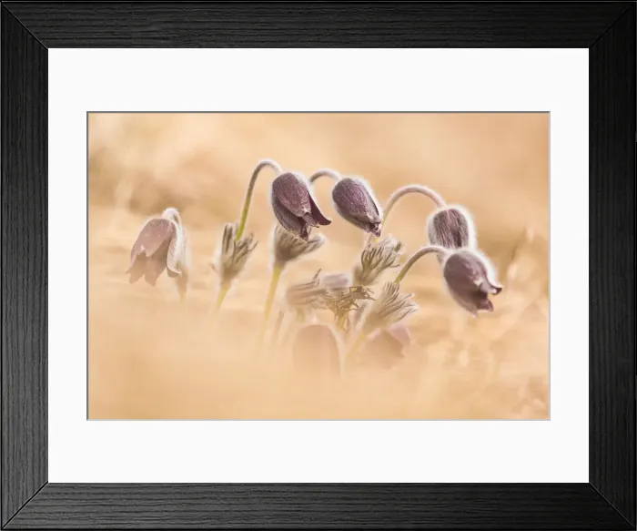 Framed Print : A family of pulsatilla montana in Trentino, Italy Framed Print : A family of pulsatilla montana in Trentino, Italy