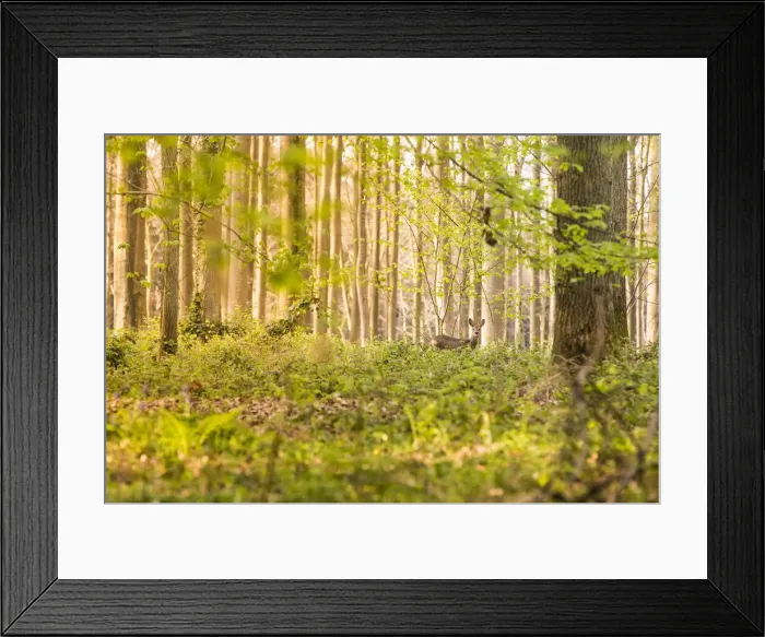 Framed Print : wild deer into the Halle Forest, Halle, Bruxelles, Flemish Brabant, Flanders, Belgium Framed Print : wild deer into the Halle Forest, Halle, Bruxelles, Flemish Brabant, Flanders, Belgium