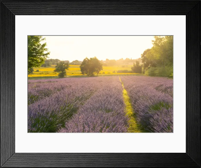 Framed Print : Italy, Marche, Corinaldo, Lavander fields at sunset Framed Print : Italy, Marche, Corinaldo, Lavander fields at sunset
