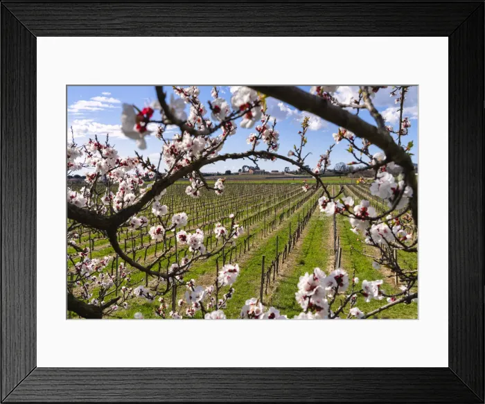 Framed Print : Spring season in Franciacorta, Brescia province, Lombardy district in Italy, Europe Framed Print : Spring season in Franciacorta, Brescia province, Lombardy district in Italy, Europe