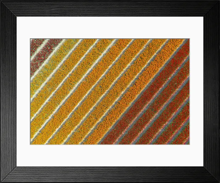 Framed Print : Tulip Fields near Lisse, South Holland, Netherlands Framed Print : Tulip Fields near Lisse, South Holland, Netherlands