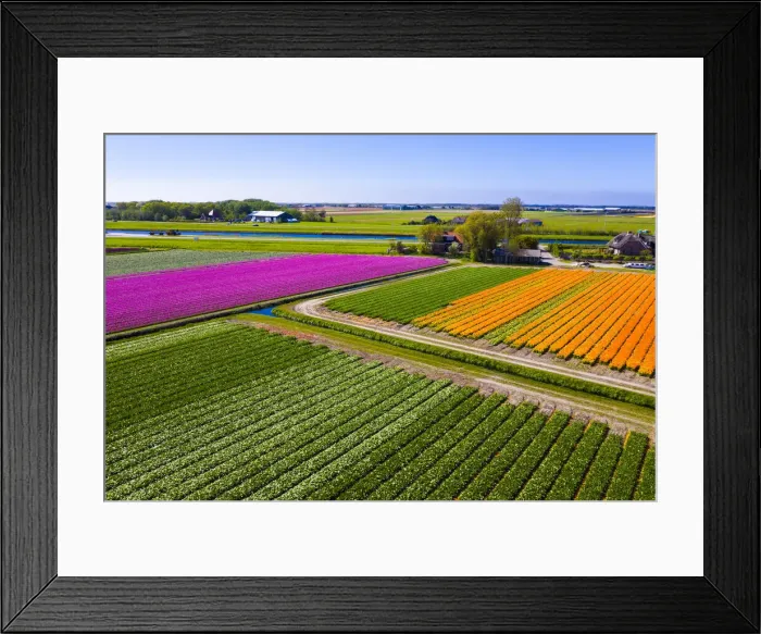 Framed Print : Tulip fields in Schagen near Alkmaar and Den Helder, North Holland, Netherlands Framed Print : Tulip fields in Schagen near Alkmaar and Den Helder, North Holland, Netherlands
