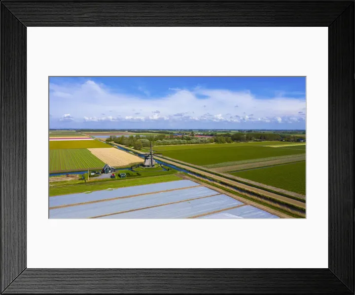Framed Print : Tulip fields in Schagen near Alkmaar and Den Helder, North Holland, Netherlands Framed Print : Tulip fields in Schagen near Alkmaar and Den Helder, North Holland, Netherlands