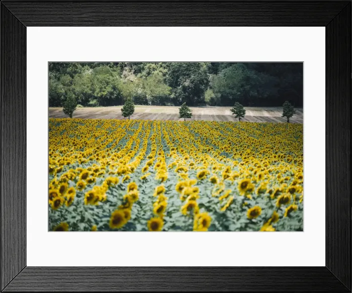 Framed Print : Sunflowers landscape near Macerata, Marche region, Italy Framed Print : Sunflowers landscape near Macerata, Marche region, Italy