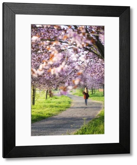 Framed Print : A girl walking through some cherry trees in Modena, Emilia Romagna, Italy Framed Print : A girl walking through some cherry trees in Modena, Emilia Romagna, Italy