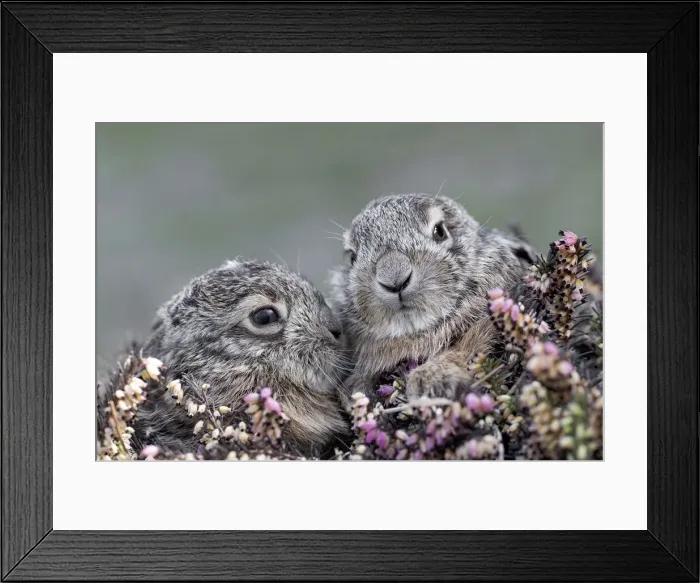 Framed Print : Park Orobie Valtellina, Lombardy, Italy. Hare, Lepus europaeus Framed Print : Park Orobie Valtellina, Lombardy, Italy. Hare, Lepus europaeus