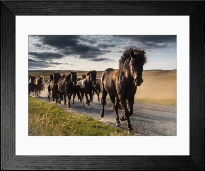 Framed Print : Running icelandic horses, Iceland Framed Print : Running icelandic horses, Iceland