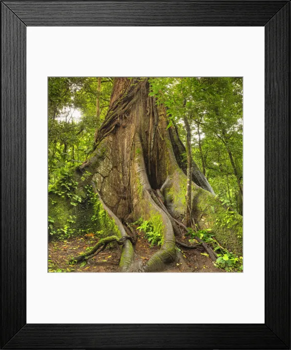 Framed Print : 30 meters high Kapok tree (Ceiba pentandra), Central Highlands, Arenal National Park Framed Print : 30 meters high Kapok tree (Ceiba pentandra), Central Highlands, Arenal National Park