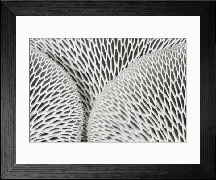 Framed Print : Close-up showing gills of Tropical White Polypore Fungus (flavolus tenuiculus) Framed Print : Close-up showing gills of Tropical White Polypore Fungus (flavolus tenuiculus)