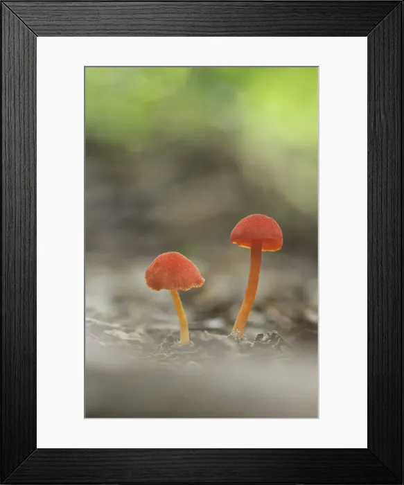 Framed Print : Two small red fungi (Hygrocybe sp. ), Cloud Forest, Alajuela Province, Costa Rica Framed Print : Two small red fungi (Hygrocybe sp. ), Cloud Forest, Alajuela Province, Costa Rica