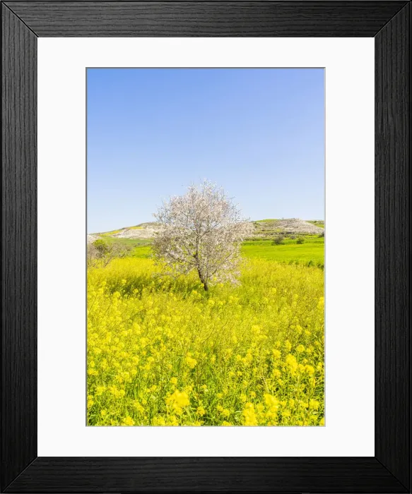 Framed Print : Almond Tree blossom, Athienou, Nicosia District, Cyprus Framed Print : Almond Tree blossom, Athienou, Nicosia District, Cyprus