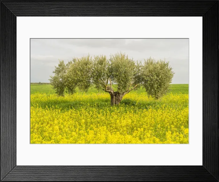 Framed Print : Olive tree in Athienou, Nicosia District, Cyprus Framed Print : Olive tree in Athienou, Nicosia District, Cyprus