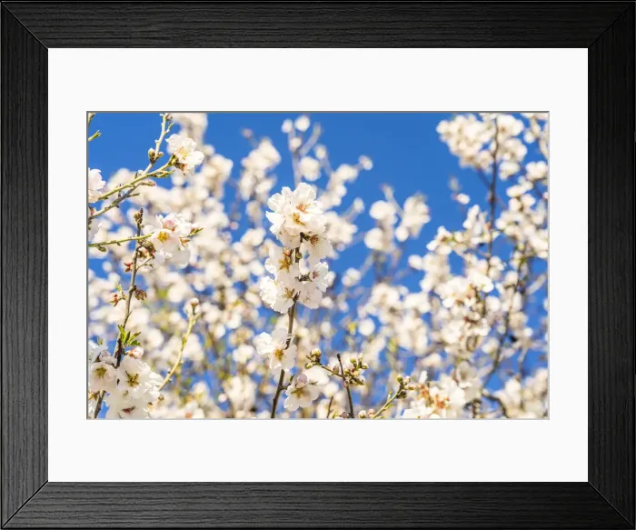 Framed Print : Almond Tree blossom, Athienou, Nicosia District, Cyprus