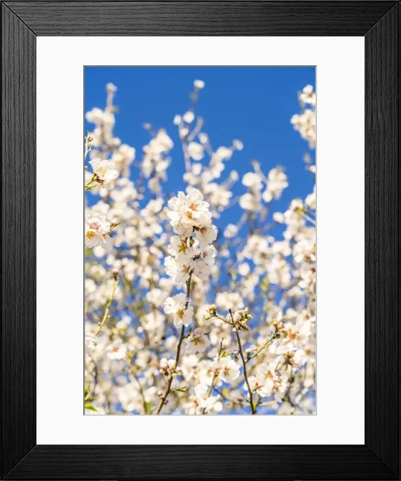 Framed Print : Almond Tree blossom, Athienou, Nicosia District, Cyprus