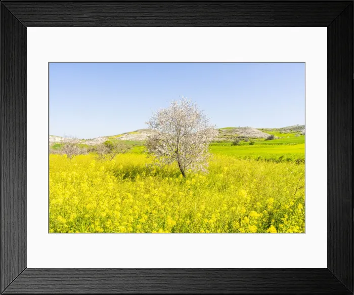 Framed Print : Almond Tree blossom, Athienou, Nicosia District, Cyprus