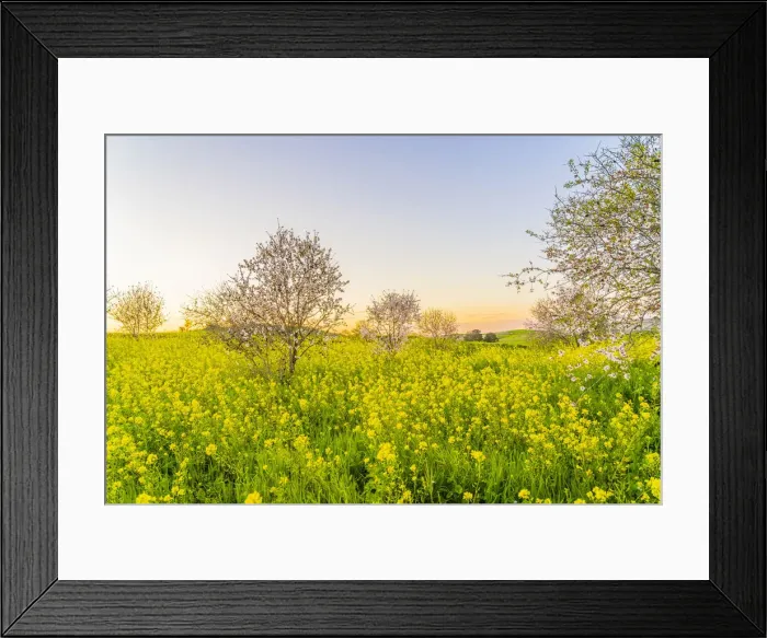 Framed Print : Almond Blossom trees at sunset in Athienou, Nicosia District, Cyprus