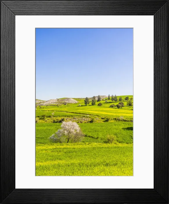 Framed Print : A field with Almond Blossom trees in Athienou, Nicosia District, Cyprus