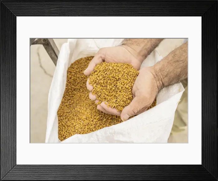 Framed Print : Wheat, Athienou, Nicosia District, Cyprus Framed Print : Wheat, Athienou, Nicosia District, Cyprus
