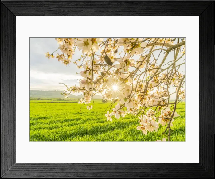 Framed Print : Sunflare through a blossoming Almond tree in Athienou, Nicosia District, Cyprus Framed Print : Sunflare through a blossoming Almond tree in Athienou, Nicosia District, Cyprus