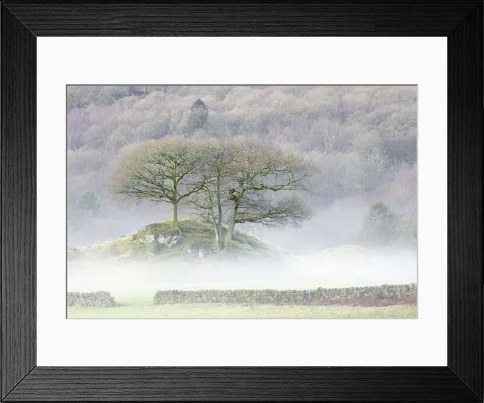 Framed Print : Sessile Oak (Quercus petraea) in mist, Elter Water, Lake District National Park, Cumbria Framed Print : Sessile Oak (Quercus petraea) in mist, Elter Water, Lake District National Park, Cumbria