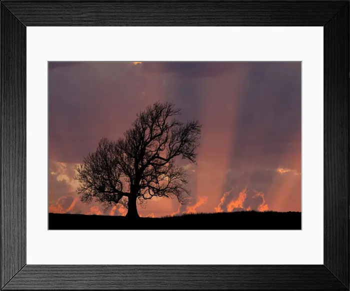 Framed Print : Ash (Fraxinus excelsior) tree in winter at sunset, Coniston, Lake District National Park Framed Print : Ash (Fraxinus excelsior) tree in winter at sunset, Coniston, Lake District National Park