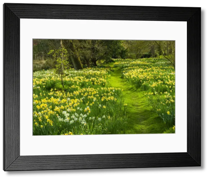 Framed Print : Path Through Daffodils, Hindringham Hall Gardens in Spring, Hindringham, Norfolk, England Framed Print : Path Through Daffodils, Hindringham Hall Gardens in Spring, Hindringham, Norfolk, England