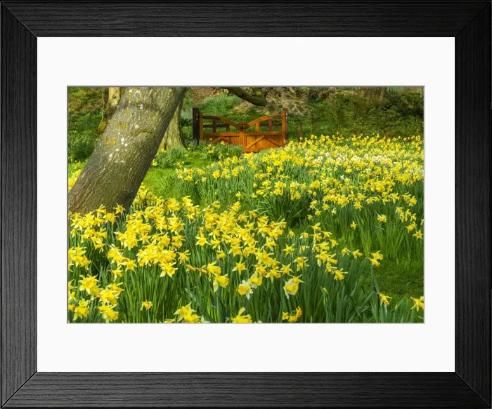 Framed Print : Daffodils & Garden Gate, Hindringham Hall Gardens in Spring, Hindringham, Norfolk Framed Print : Daffodils & Garden Gate, Hindringham Hall Gardens in Spring, Hindringham, Norfolk