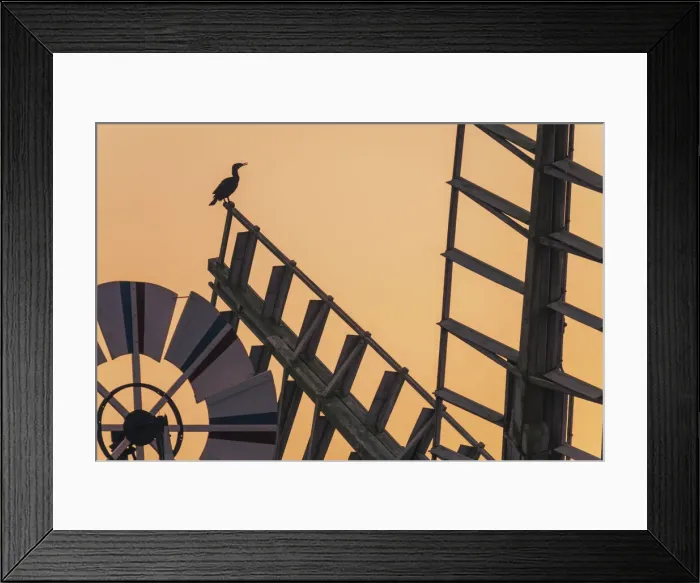 Framed Print : Cormorant sitting on Thurne Windmill, Thurne, Norfolk Broads National Park, England Framed Print : Cormorant sitting on Thurne Windmill, Thurne, Norfolk Broads National Park, England