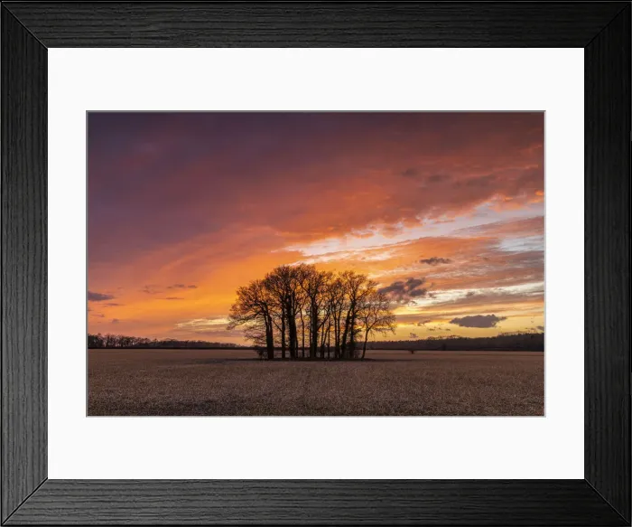 Framed Print : Copse of Trees at Sunset, Ketteringham, Norfolk, England