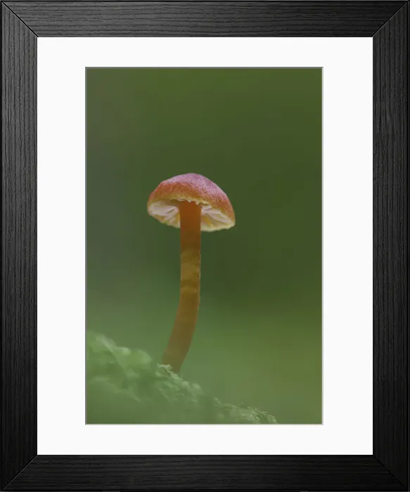 Framed Print : Vermillion Waxcap (Hygrocybe miniata), Uplyme, Devon, England, UK Framed Print : Vermillion Waxcap (Hygrocybe miniata), Uplyme, Devon, England, UK