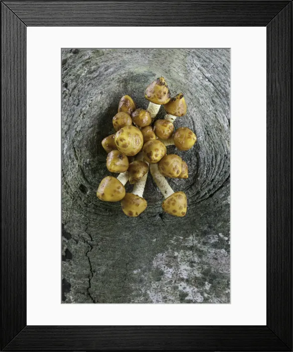 Framed Print : Golden Scalycap (Pholiota aurivella) emerging from, Beech (Fagus sylvatica) trunk Framed Print : Golden Scalycap (Pholiota aurivella) emerging from, Beech (Fagus sylvatica) trunk