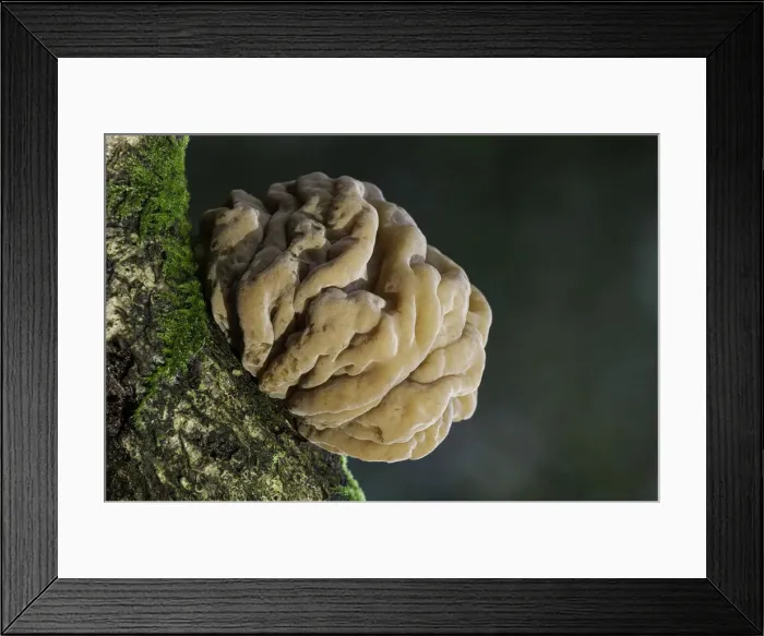 Framed Print : Brown Brain Fungus (Tremella steidleri), New Forest National Park, Hampshire, England, UK Framed Print : Brown Brain Fungus (Tremella steidleri), New Forest National Park, Hampshire, England, UK