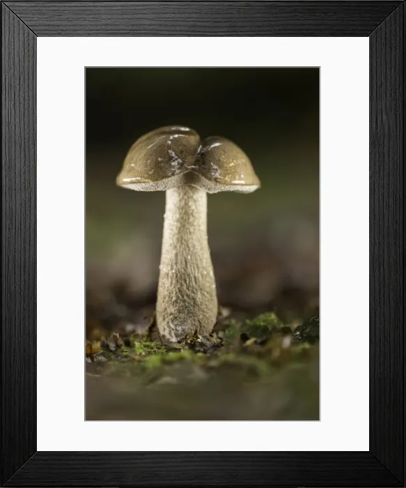 Framed Print : Brown Birch Bolete (Leccinum scabrum), New Forest National Park, Hampshire, England, UK Framed Print : Brown Birch Bolete (Leccinum scabrum), New Forest National Park, Hampshire, England, UK