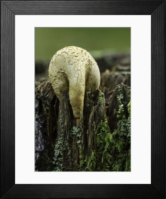 Framed Print : Common Earth-ball (Scleroderma citrinum), New Forest National Park, Hampshire, England Framed Print : Common Earth-ball (Scleroderma citrinum), New Forest National Park, Hampshire, England